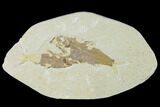 Bargain Pair of Fossil Fish (Knightia) - Green River Formation #138615-1